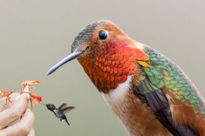 Are Hummingbirds the Most Unique Birds on the Planet?