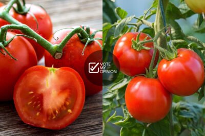 Is Adding Tomatoes to Your Diet the Secret to Better Health?
