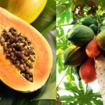 benefits of eating papaya , is adding papaya in daily diet good for health.