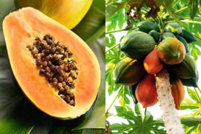 Can Eating Papaya Every Day Really Improve Your Health?