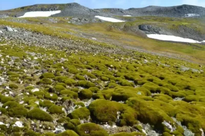 Antarctica’s Surprising Transformation: Increasing Vegetation Amid Climate Crisis