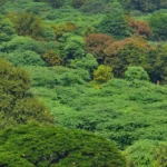 India's Forest Cover