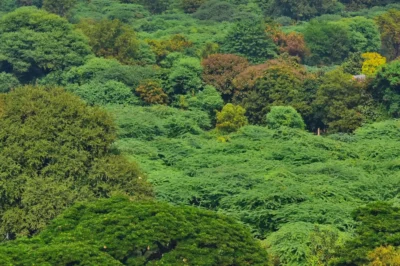 India’s Forest Cover Sees Modest Growth; Key Insights from 2023 ISFR Report