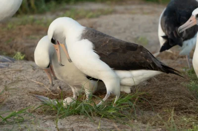 World’s Oldest Known Wild Bird, Wisdom, Lays Her 60th Egg at 74